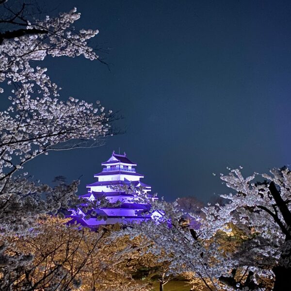 会津の夜桜